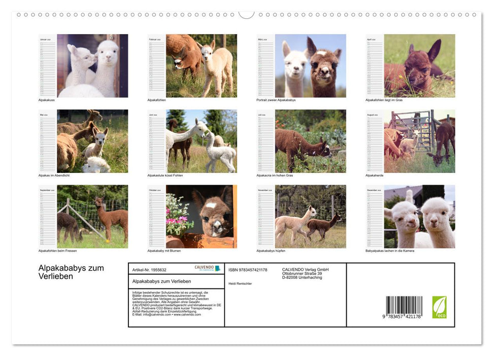 Alpakababys zum Verlieben (CALVENDO Premium Wandkalender 2026)