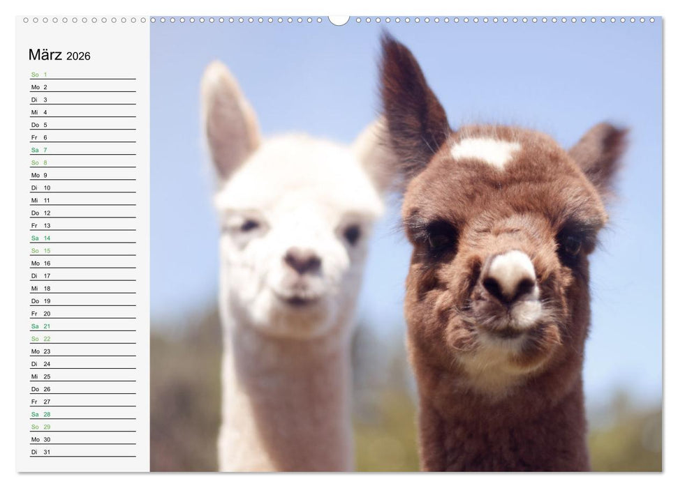Alpakababys zum Verlieben (CALVENDO Premium Wandkalender 2026)