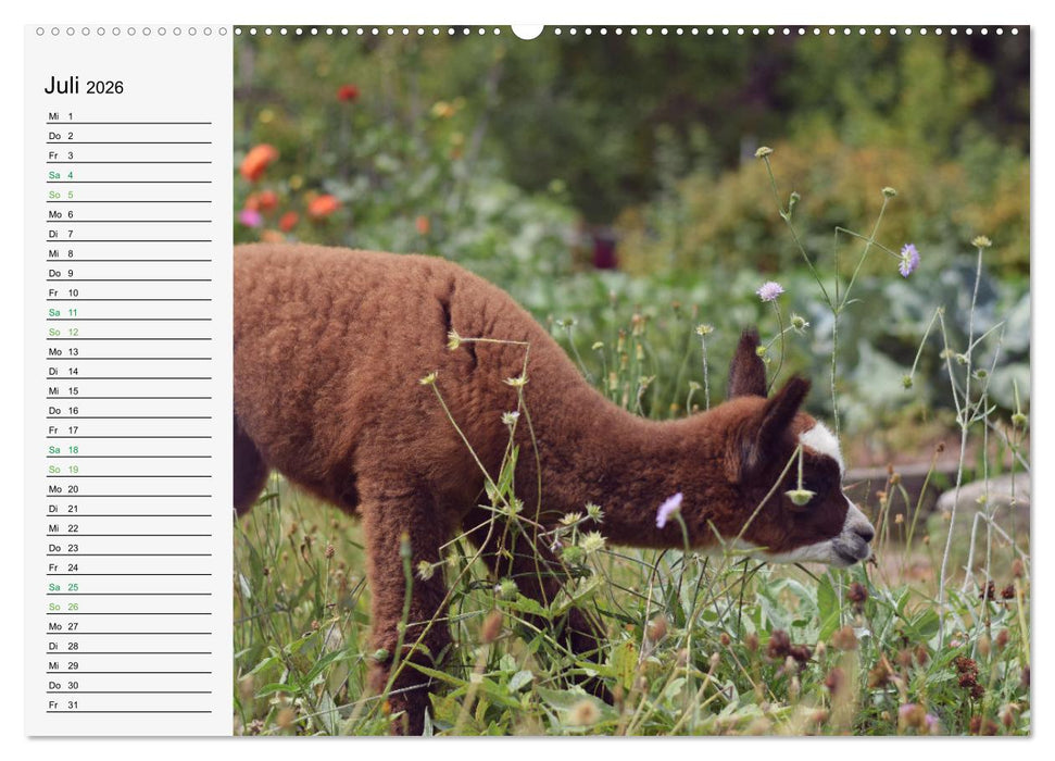 Alpakababys zum Verlieben (CALVENDO Premium Wandkalender 2026)