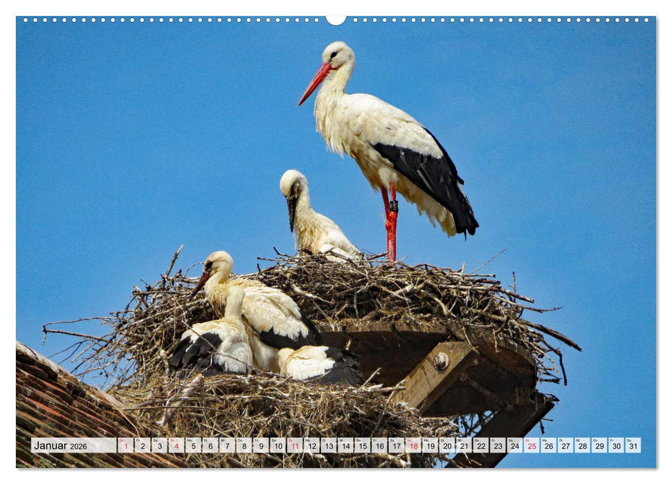 Zeit der Störche (CALVENDO Premium Wandkalender 2026)