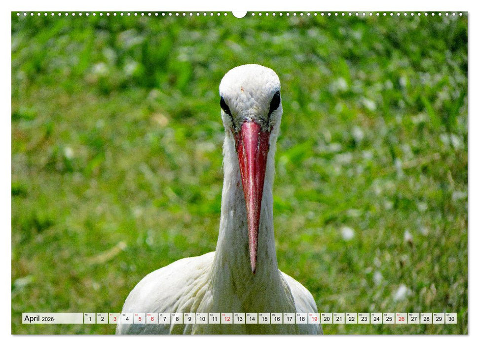 Zeit der Störche (CALVENDO Premium Wandkalender 2026)