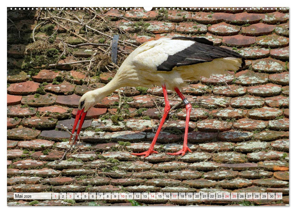 Zeit der Störche (CALVENDO Premium Wandkalender 2026)