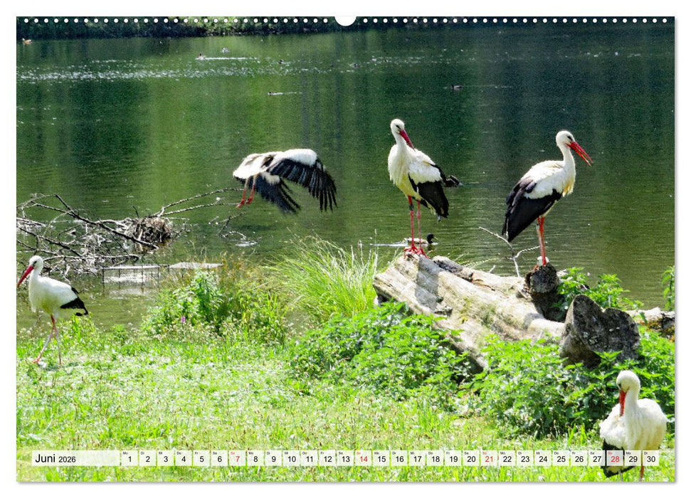 Zeit der Störche (CALVENDO Premium Wandkalender 2026)