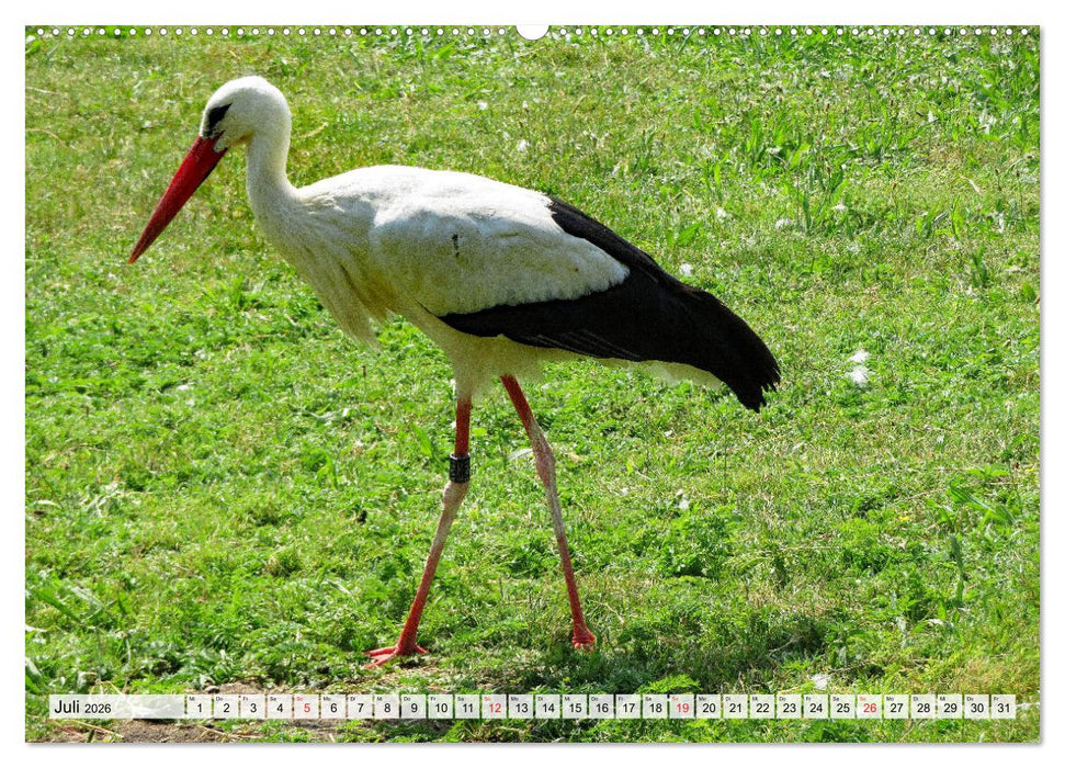 Zeit der Störche (CALVENDO Premium Wandkalender 2026)