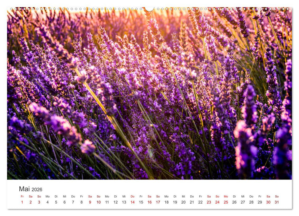 Lavendel - Die violette Wunderblume (CALVENDO Premium Wandkalender 2026)
