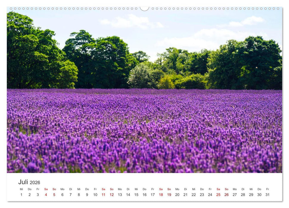 Lavendel - Die violette Wunderblume (CALVENDO Premium Wandkalender 2026)