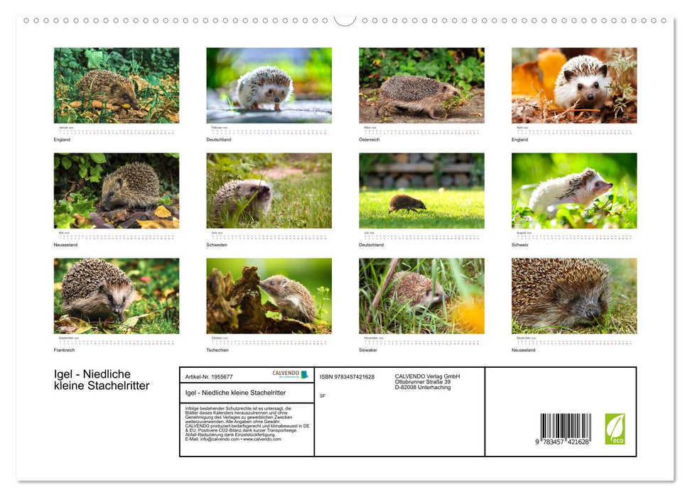 Igel - Niedliche kleine Stachelritter (CALVENDO Premium Wandkalender 2026)