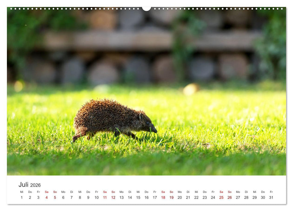 Igel - Niedliche kleine Stachelritter (CALVENDO Premium Wandkalender 2026)