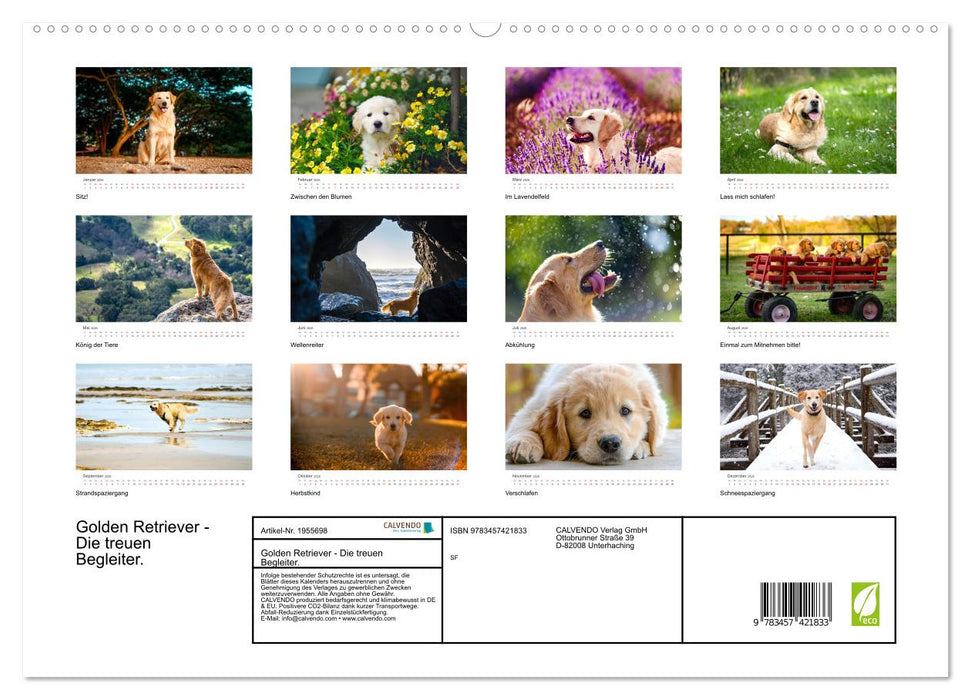 Golden Retriever - Die treuen Begleiter. (CALVENDO Premium Wandkalender 2026)