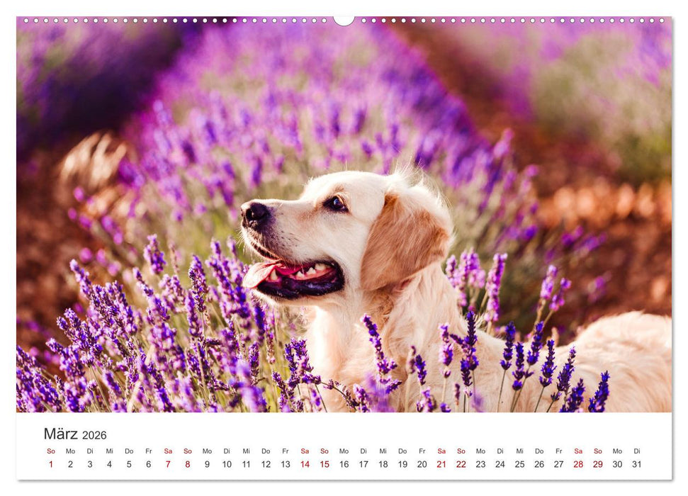 Golden Retriever - Die treuen Begleiter. (CALVENDO Premium Wandkalender 2026)