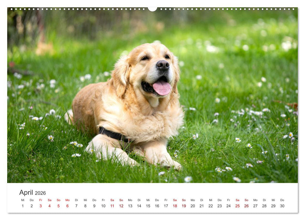 Golden Retriever - Die treuen Begleiter. (CALVENDO Premium Wandkalender 2026)