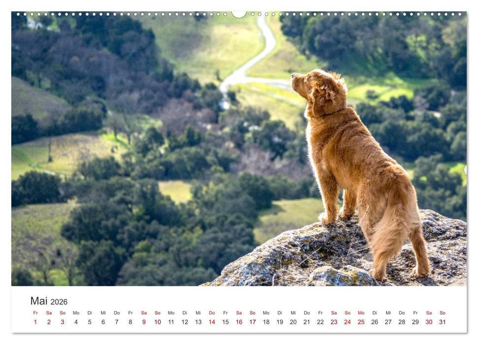 Golden Retriever - Die treuen Begleiter. (CALVENDO Premium Wandkalender 2026)