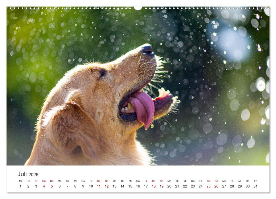 Golden Retriever - Die treuen Begleiter. (CALVENDO Premium Wandkalender 2026)