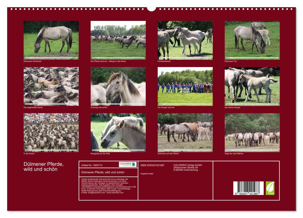Dülmener Pferde, wild und schön (CALVENDO Premium Wandkalender 2026)