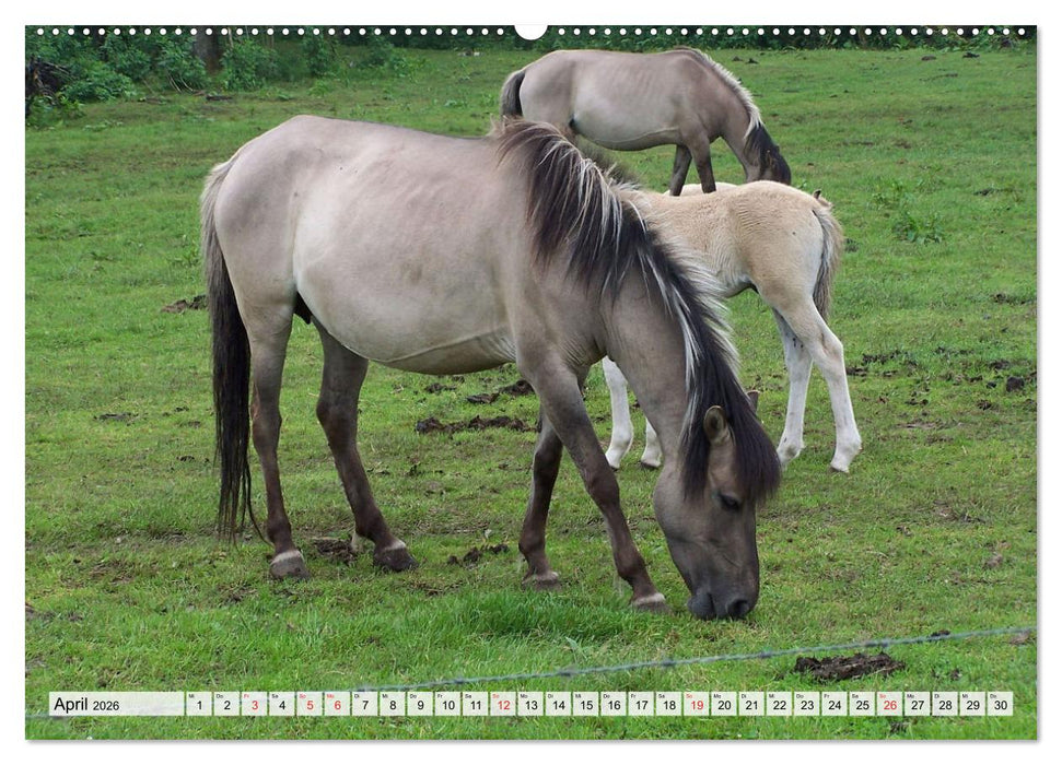 Dülmener Pferde, wild und schön (CALVENDO Premium Wandkalender 2026)