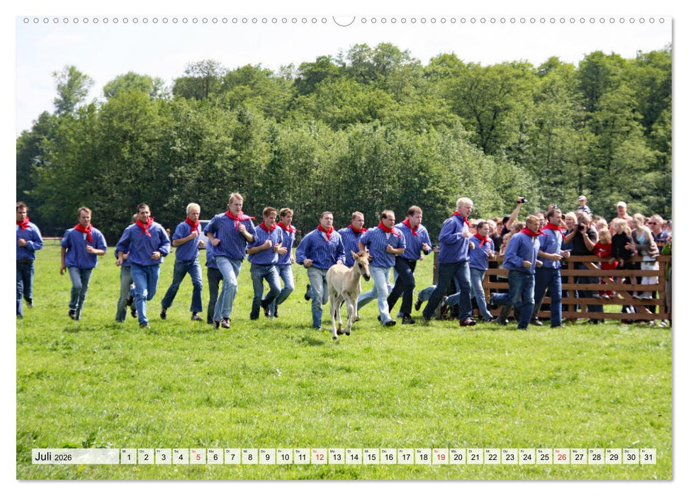 Dülmener Pferde, wild und schön (CALVENDO Premium Wandkalender 2026)