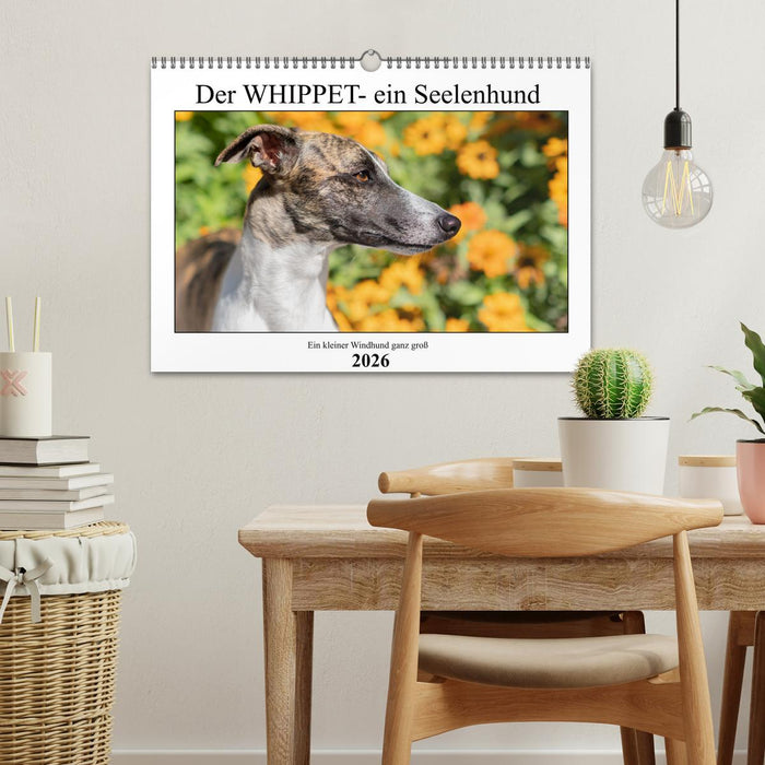 Der Whippet - ein Seelenhund (CALVENDO Wandkalender 2026)