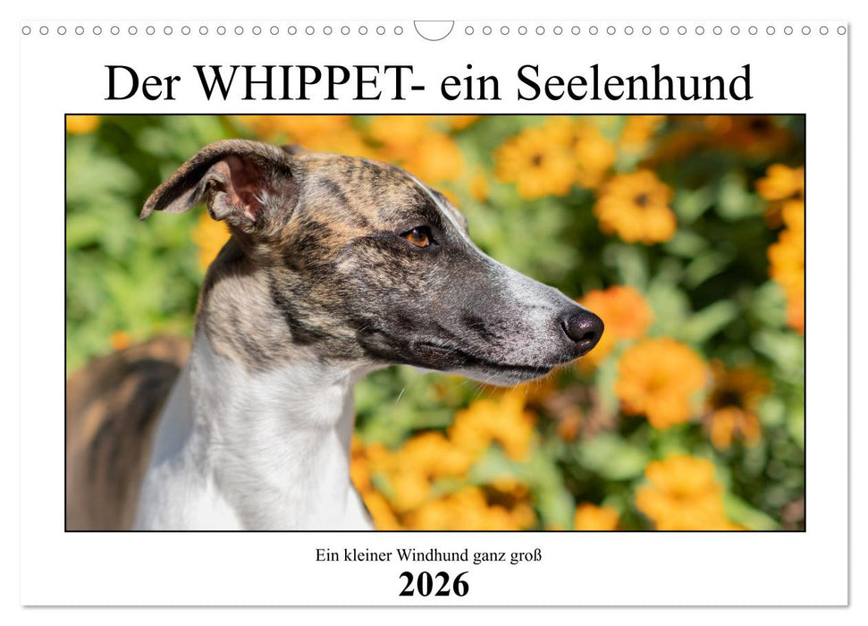 Der Whippet - ein Seelenhund (CALVENDO Wandkalender 2026)