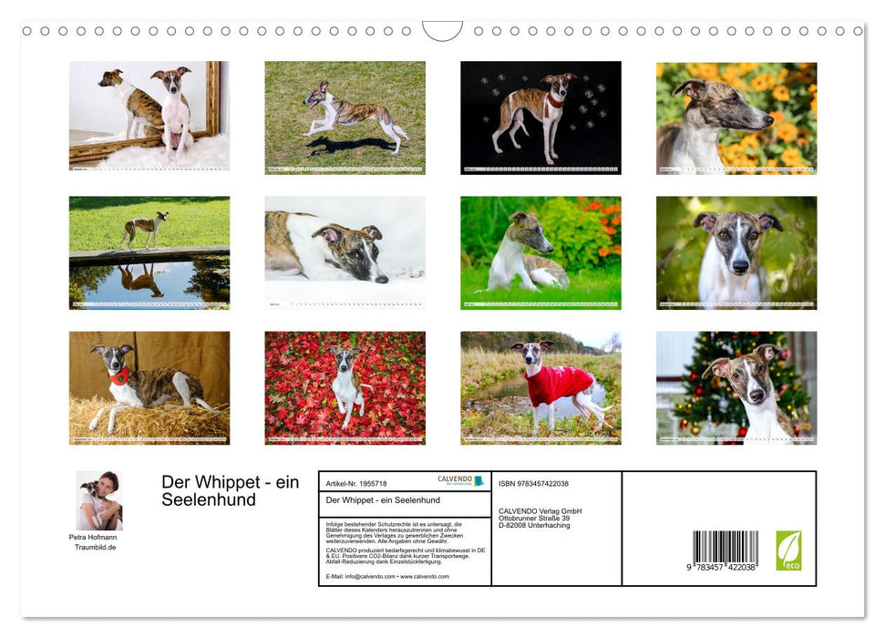 Der Whippet - ein Seelenhund (CALVENDO Wandkalender 2026)