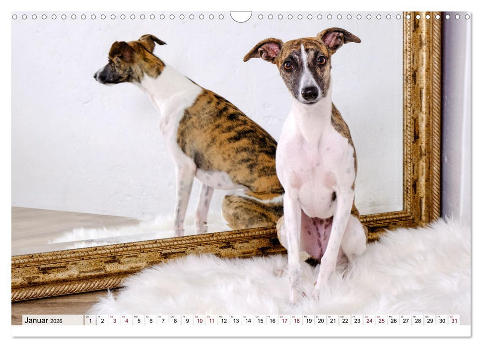 Der Whippet - ein Seelenhund (CALVENDO Wandkalender 2026)
