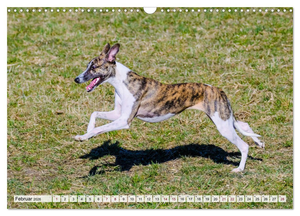 Der Whippet - ein Seelenhund (CALVENDO Wandkalender 2026)