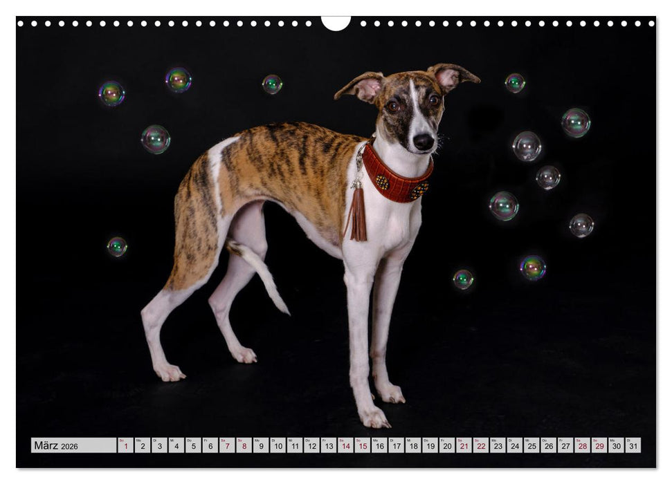 Der Whippet - ein Seelenhund (CALVENDO Wandkalender 2026)