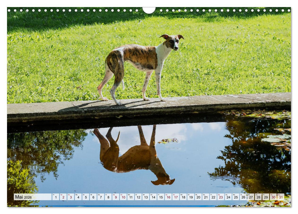 Der Whippet - ein Seelenhund (CALVENDO Wandkalender 2026)