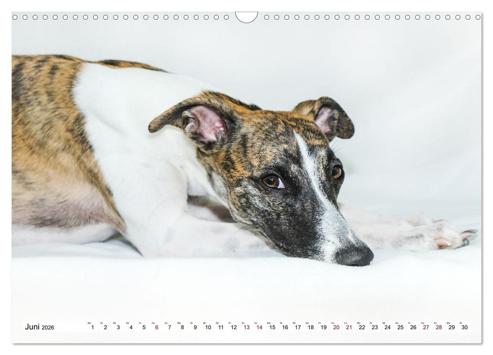 Der Whippet - ein Seelenhund (CALVENDO Wandkalender 2026)