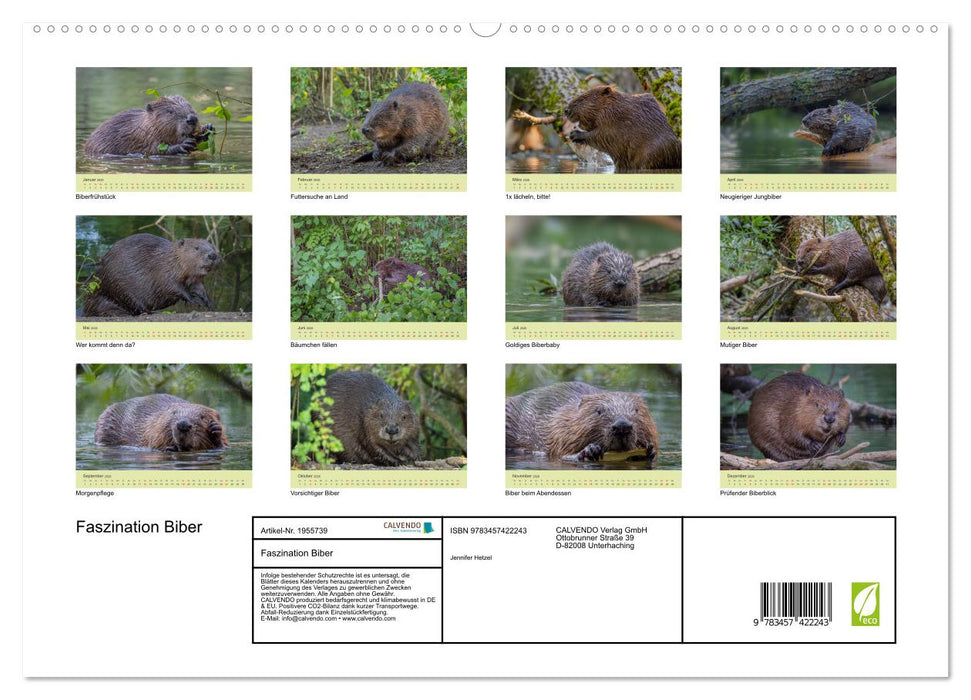 Faszination Biber (CALVENDO Premium Wandkalender 2026)