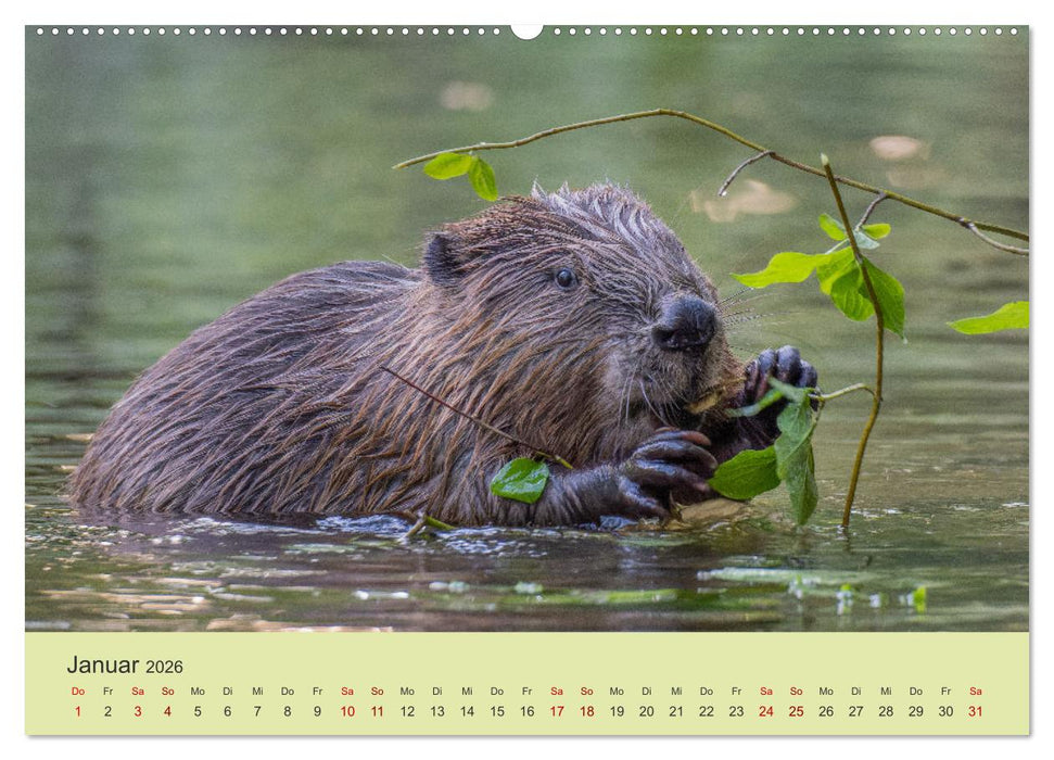 Faszination Biber (CALVENDO Premium Wandkalender 2026)