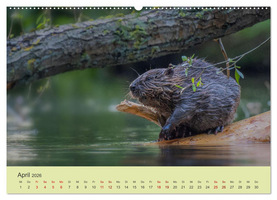 Faszination Biber (CALVENDO Premium Wandkalender 2026)