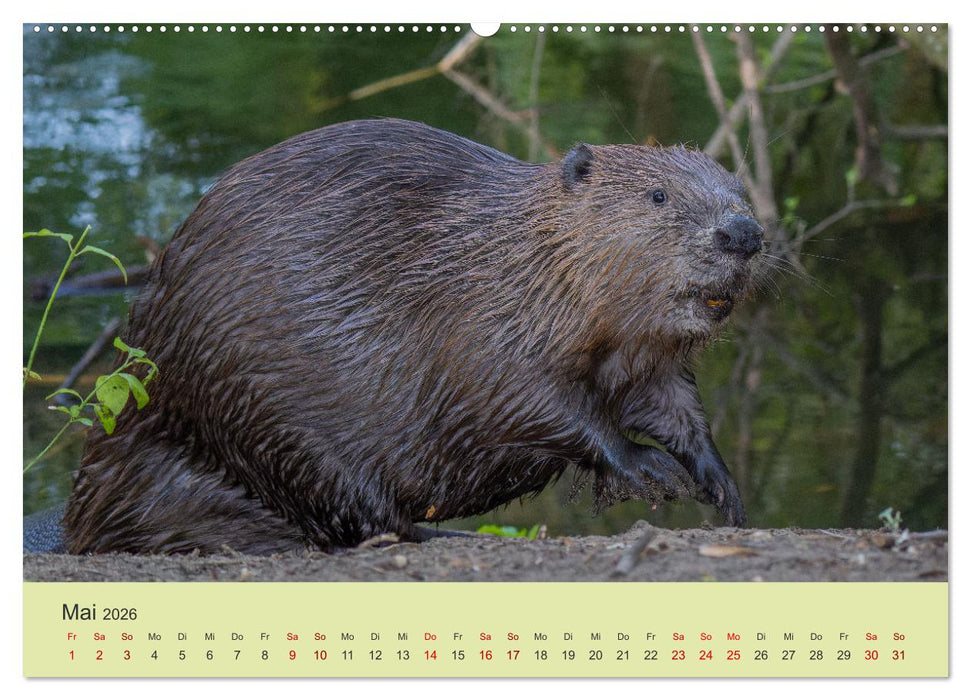 Faszination Biber (CALVENDO Premium Wandkalender 2026)