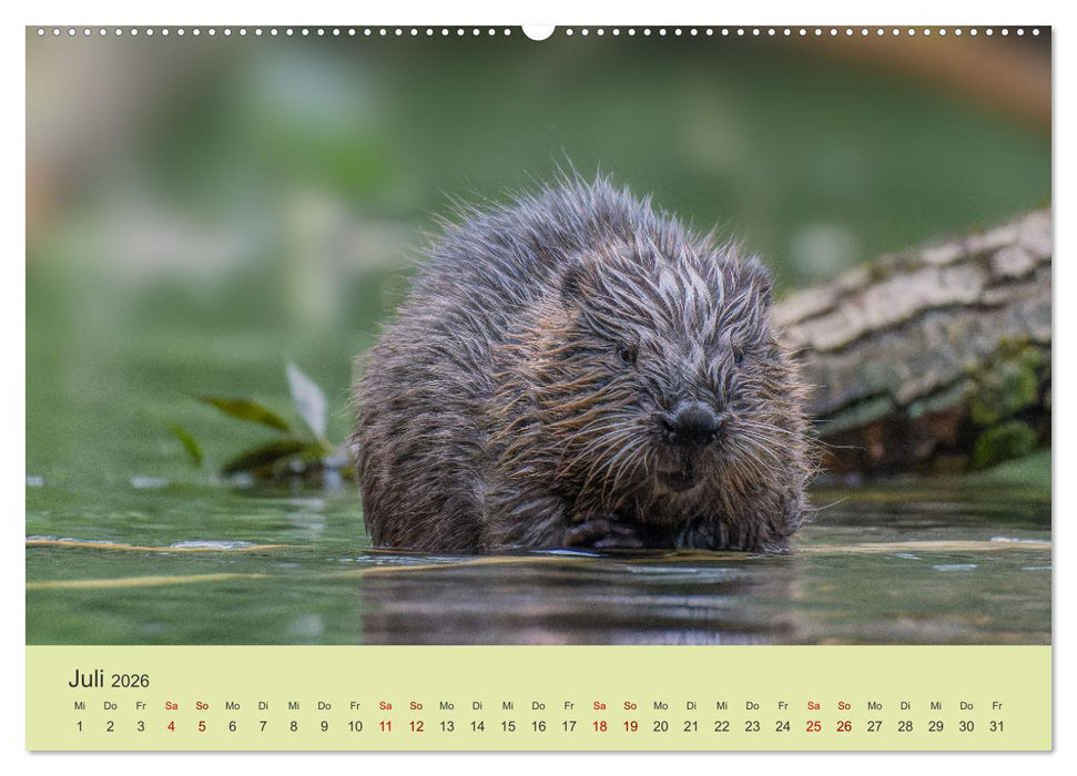 Faszination Biber (CALVENDO Premium Wandkalender 2026)