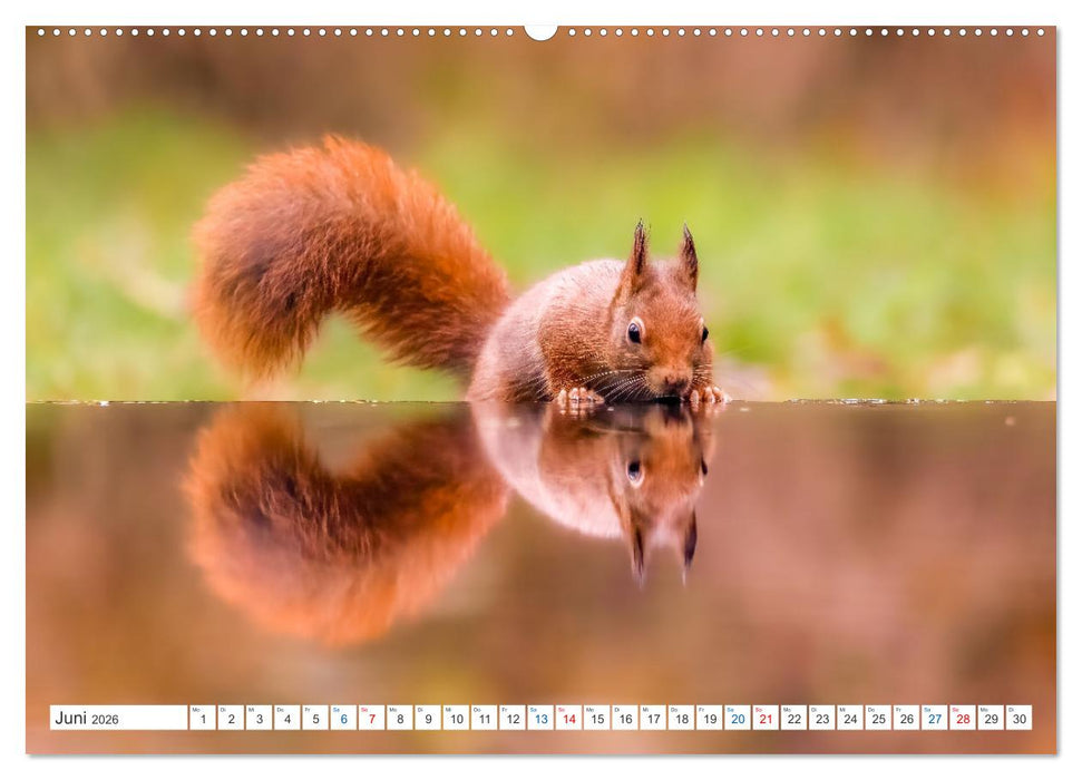 Ein Jahr voller Hörnchen (CALVENDO Premium Wandkalender 2026)