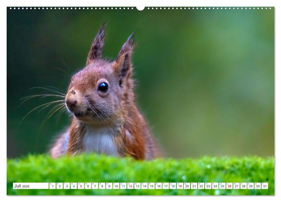 Ein Jahr voller Hörnchen (CALVENDO Premium Wandkalender 2026)