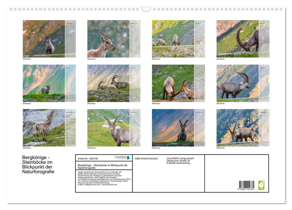 Bergkönige - Steinböcke im Blickpunkt der Naturforografie (CALVENDO Wandkalender 2026)