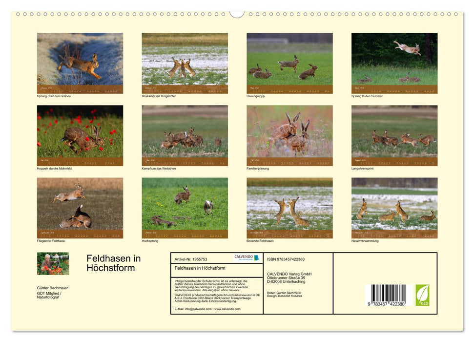 Feldhasen in Höchstform (CALVENDO Premium Wandkalender 2026)