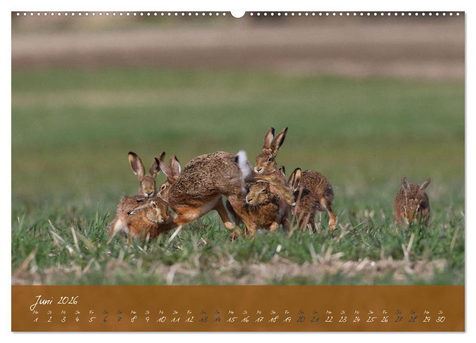 Feldhasen in Höchstform (CALVENDO Premium Wandkalender 2026)