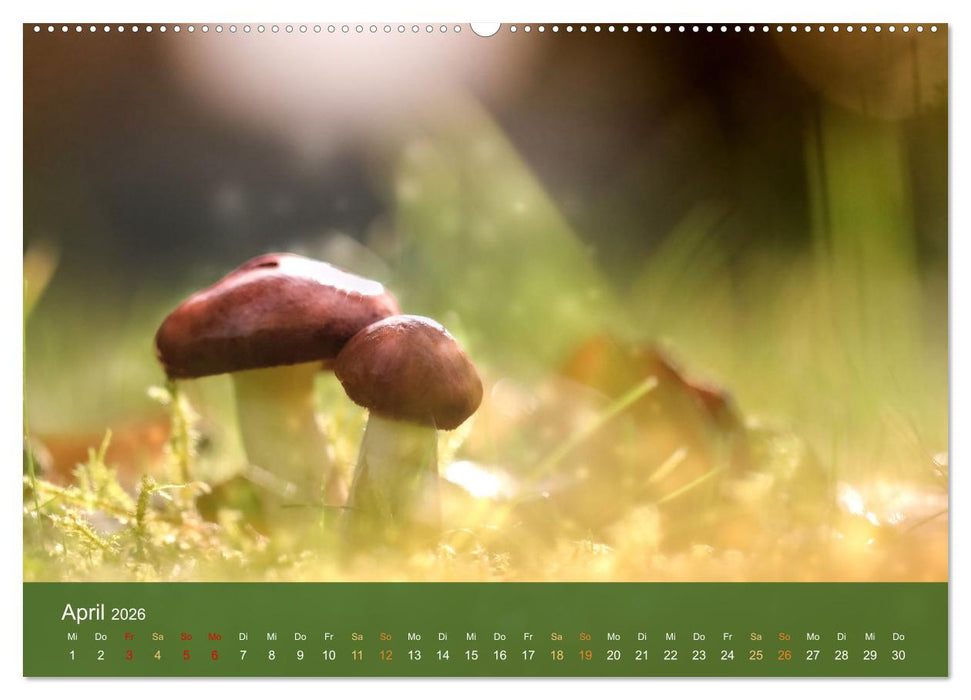 Die magische Welt der Pilze (CALVENDO Premium Wandkalender 2026)