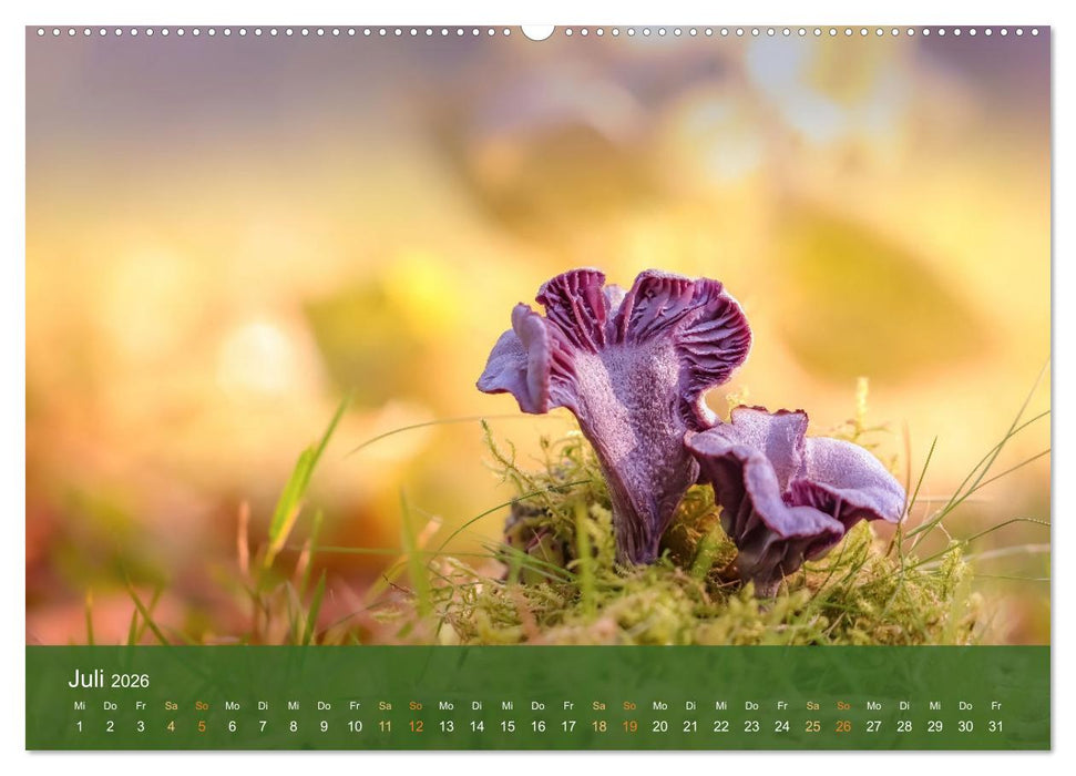 Die magische Welt der Pilze (CALVENDO Premium Wandkalender 2026)