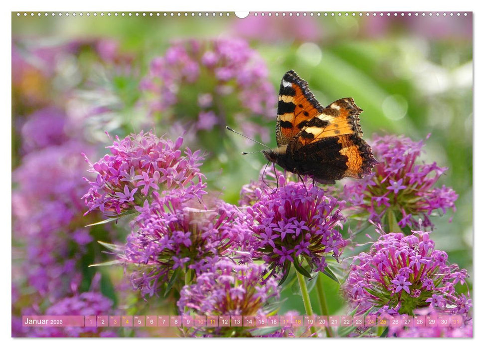 Schmetterlingsjahr (CALVENDO Premium Wandkalender 2026)