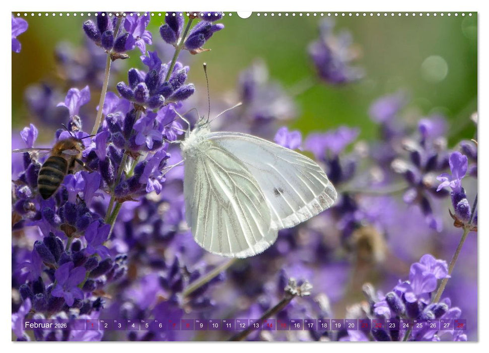 Schmetterlingsjahr (CALVENDO Premium Wandkalender 2026)