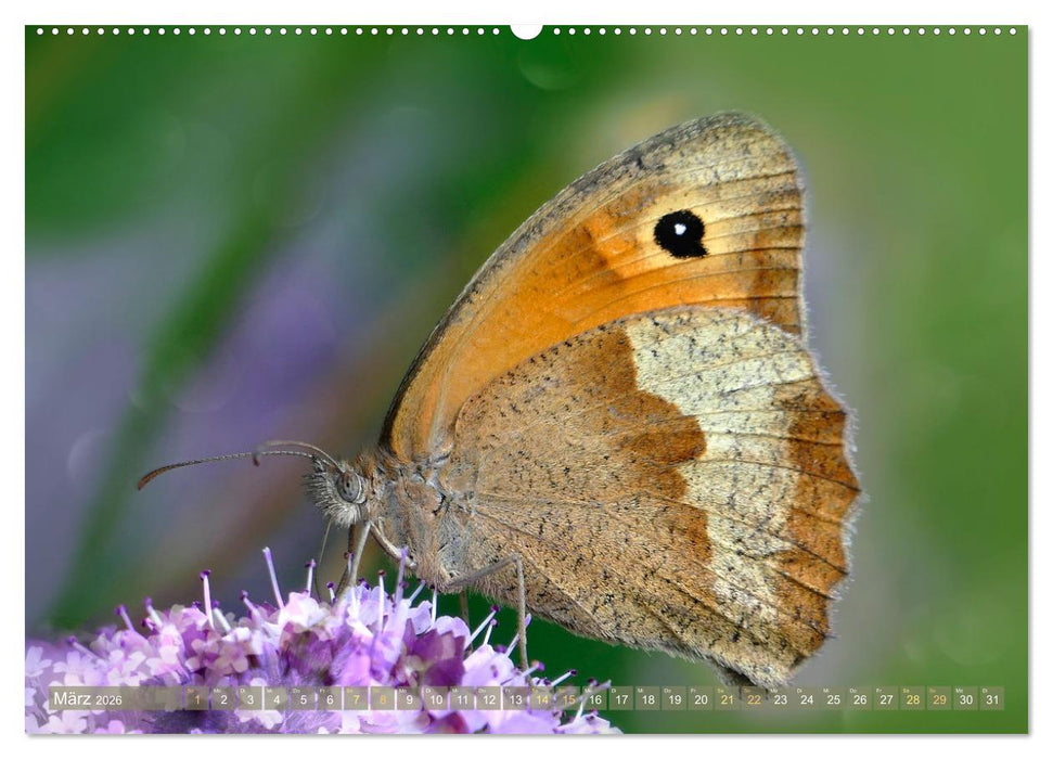 Schmetterlingsjahr (CALVENDO Premium Wandkalender 2026)