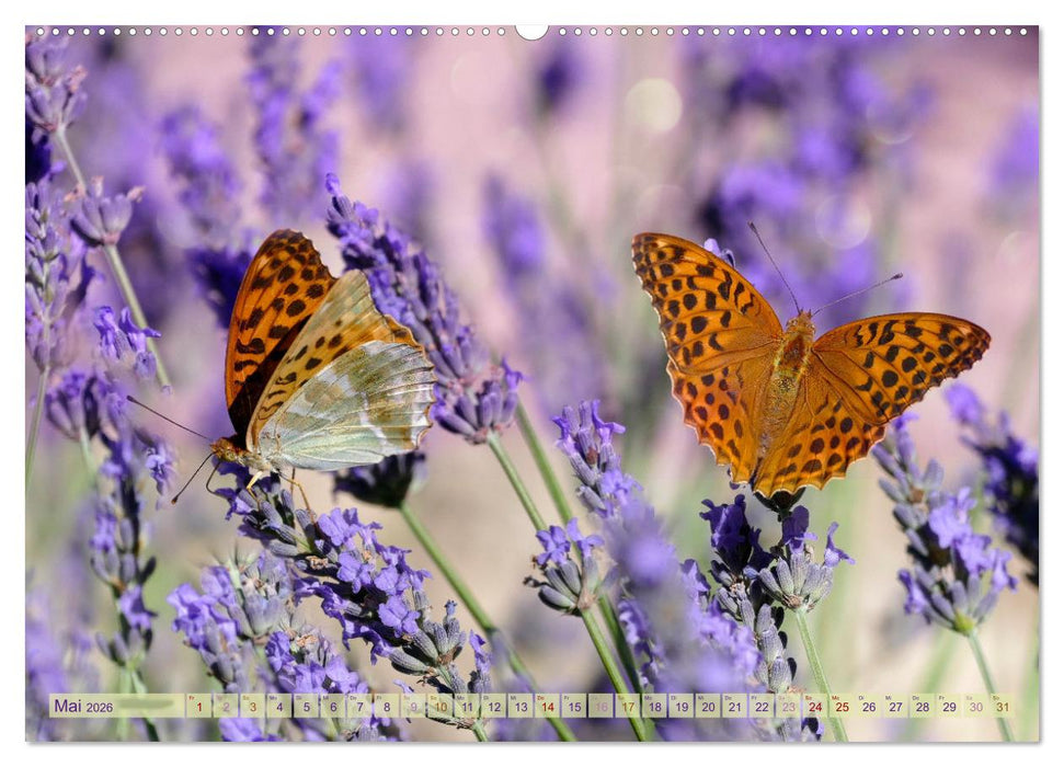 Schmetterlingsjahr (CALVENDO Premium Wandkalender 2026)