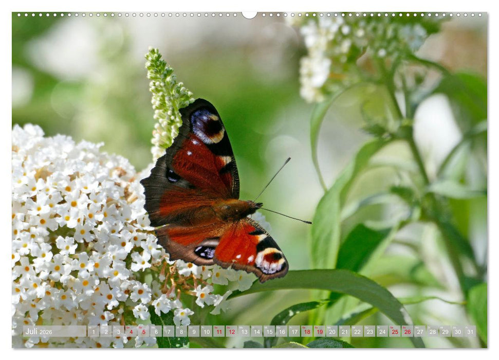 Schmetterlingsjahr (CALVENDO Premium Wandkalender 2026)