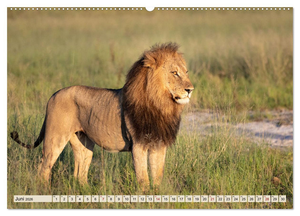 Wildes Okavangodelta (CALVENDO Premium Wandkalender 2026)
