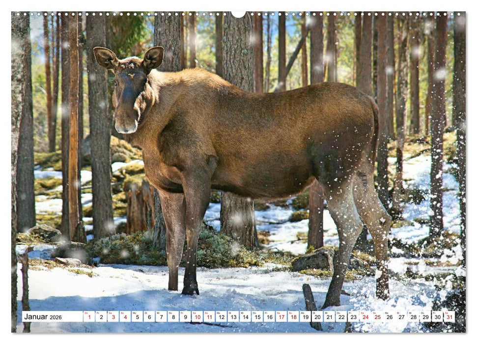 Auf den Spuren der Elche (CALVENDO Premium Wandkalender 2026)