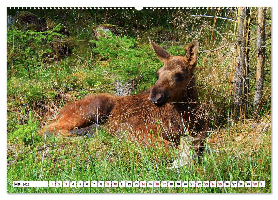 Auf den Spuren der Elche (CALVENDO Premium Wandkalender 2026)