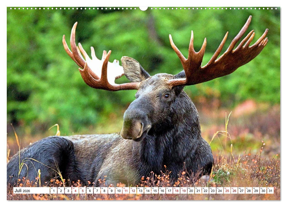 Auf den Spuren der Elche (CALVENDO Premium Wandkalender 2026)