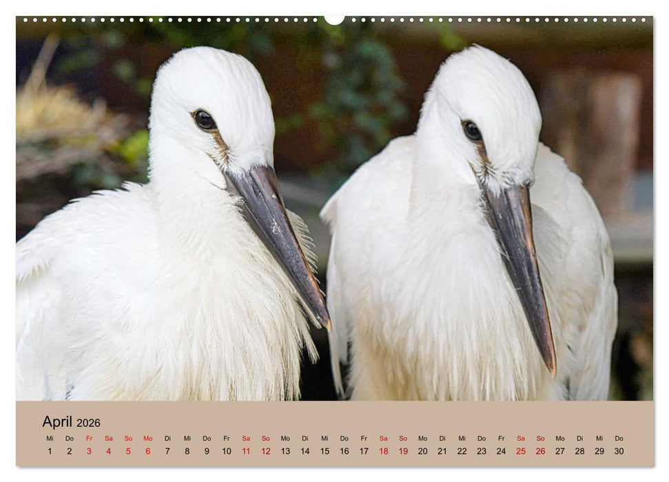 Der Storchenkalender (CALVENDO Premium Wandkalender 2026)